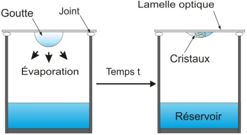 Figure 17.  Représentation schématique de la technique cristallisation par diffusion de vapeur en  goutte suspendue.