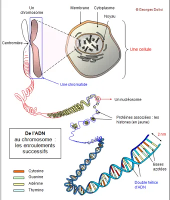 Figure 1. 12 De l’ADN à la cellule (ref http://georges.dolisi.free.fr/Transmission_vie/2_cycle_cellule.htm) 