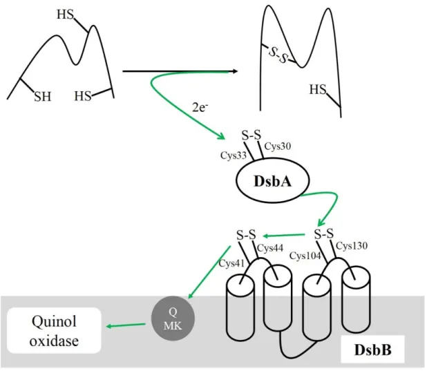 Figure 8: Implication des quinones dans la voie oxydative DsbA-DsbB : Un pont disulfure est inséré par DsbA  dans  la  protéine  cible