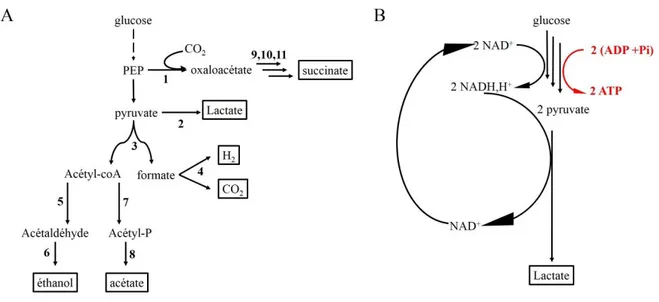 Figure 9: Flux de carbone pendant la fermentation : A) Les réactions de fermentation, indiqués par les flèches  noires solides se déroulent en absence des accepteurs des électrons