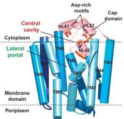 Figure 16 : Structure de la protéine UbiA : La structure de la protéine UbiA chez Aeropyrum pernix révèle la  présence de 9 domaines transmembranaires (indiqués en bleu) et un domaine cytoplasmique contenant le site actif  (montré en rose)