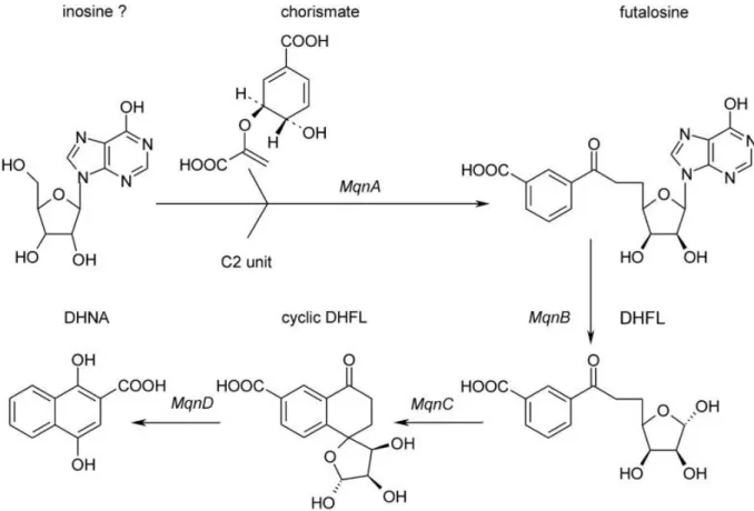 Figure 21 : Voie alternative de biosynthèse du noyau naphtoquinone : DHFL, dehypoxanthinylfutalosine