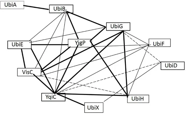 Figure 24 : Interaction des protéines Ubi par double hybride bactérien. Les traits épais, normaux et pointillés  représentent une interaction dans les deux sens, dans un seul sens et faible, respectivement