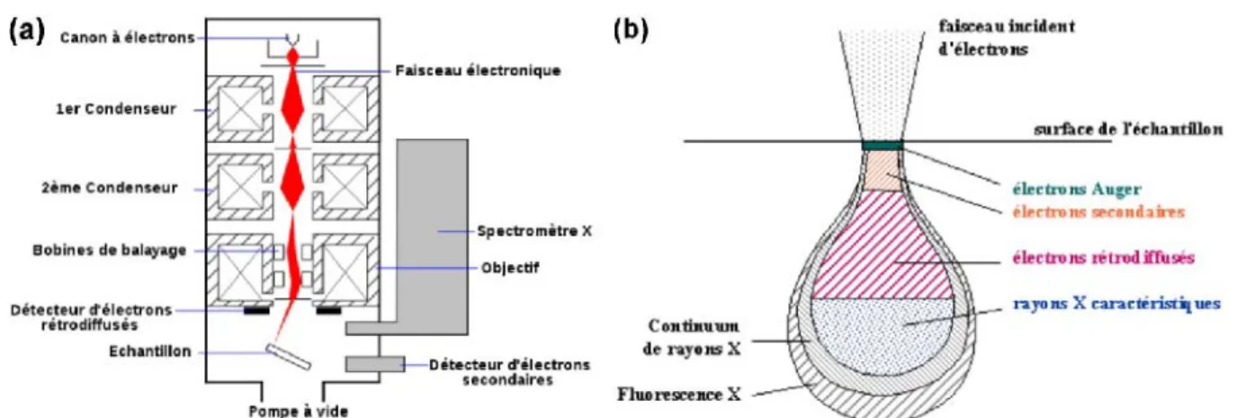 Figure 35 : (a) Schéma de la constitution d’un microscope électronique à balayage et (b)  poire d’interaction décrivant le type d’électrons émis en fonction de la position dans 