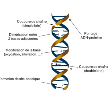 Figure 2 : Représentation schématique des différentes lésions de l’ADN