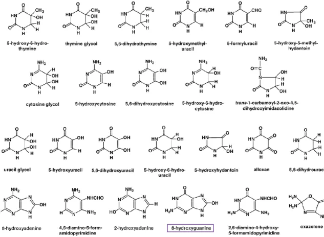 Figure 3 : Exemples de lésions oxydatives des bases de l’ADN D’après  [4]   