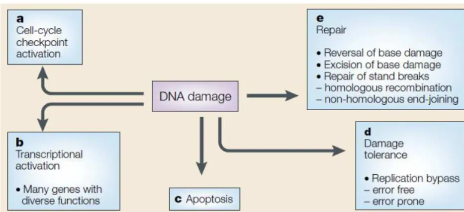 Figure 8 : Les conséquences cellulaires d’une lésion de l’ADN D’après  [24] . 