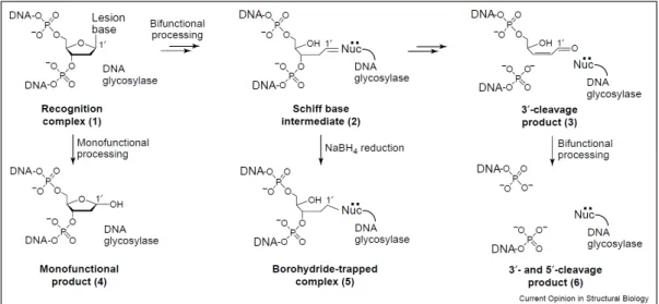 Figure 13 : Mécanisme des réactions catalysées par les ADN glycosylases
