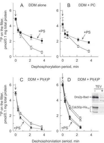 FIGURE 9.Presence of PtdIns(4)P is required to allow PS to stimulate turn- turn-over-dependent dephosphorylation of Drs2p in excess DDM.D 1 P3  sam-ples containing 0.5 mg of protein/ml were first solubilized with 5 mg of DDM/ml supplemented in some cases w
