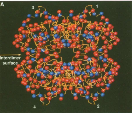 Figure 2.2 – Structure t´ etram´ erique de la HMDH : les acides amin´es acides sont repr´esent´es en rouge et les basiques en bleu