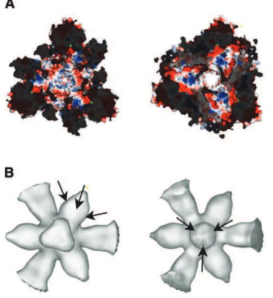 Figure 6.4 – Structures internes du complexe de PhTET1 ` a 12 sous-unit´ es.