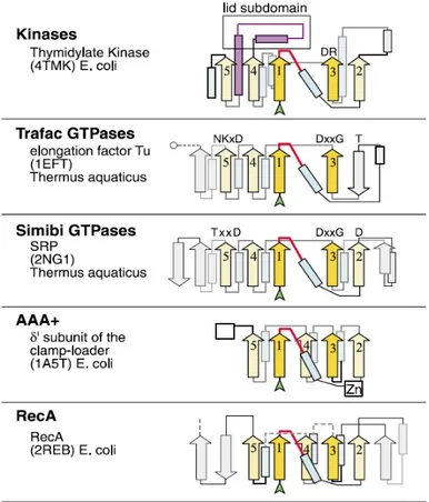 Figure  1  : topologies des différentes familles de NTPases montrant l'organisation du feuillet β central et le  module LID complémentaire présent chez les kinases