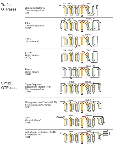 Figure 5 : topologies de différentes GTPases - comparaisons des superfamilles TRAFAC et SIMIBI