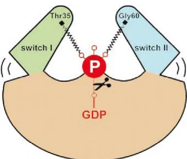 Figure 6 : schéma général de fonctionnement des régions Switch chez les GTPases. D’après (Vetter et  Wittinghofer, 2001) 
