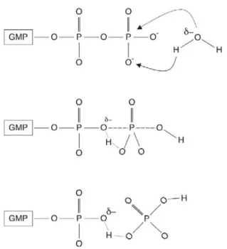 Figure 9: schéma d'hydrolyse du GTP. Modèle d'hydrolyse assisté par le substrat. D'après (Pasqualato et  Cherfils, 2005)