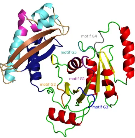 Figure 10 : structure 3D de Era. Le domaine GTPase N-terminal est coloré en fonction des structures  secondaires : les hélices α en rouge, les brins β en jaune et les boucle en vert