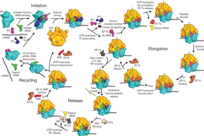 Figure 11 : schéma de la traduction chez les bactéries. La sous-unité 30S apparaît en bleu, la sous-unité  50S en jaune