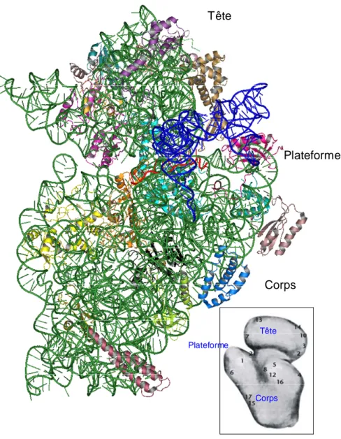 Figure 13 : structure de la sous-unité 30S du ribosome. Vu depuis l'interface, on voit que les protéines sont  localisées sur l'autre face