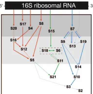 Figure 16 : cartographie de la biogenèse de la sous-unité 30S du ribosome. D’après (Kaczanowska et  Ryden-Aulin, 2007)