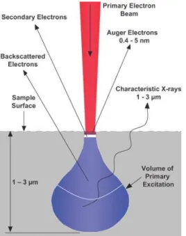 Figure  II-24  The  basic  principle  of  emission  of  Auger  electrons.  The  figure  is  taken  from  reference [D