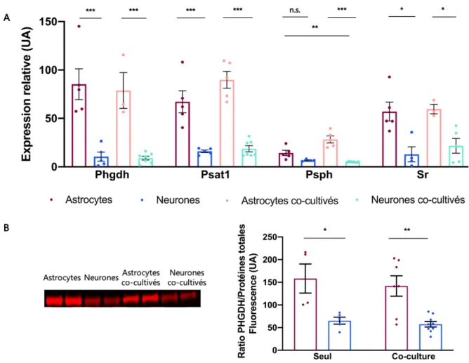 Figure  III.1  –  Expression  relative  des  ARNm  du  PP  et  de  la  protéine  PHGDH  dans  des  cultures et co-cultures primaires d’astrocytes et de neurones