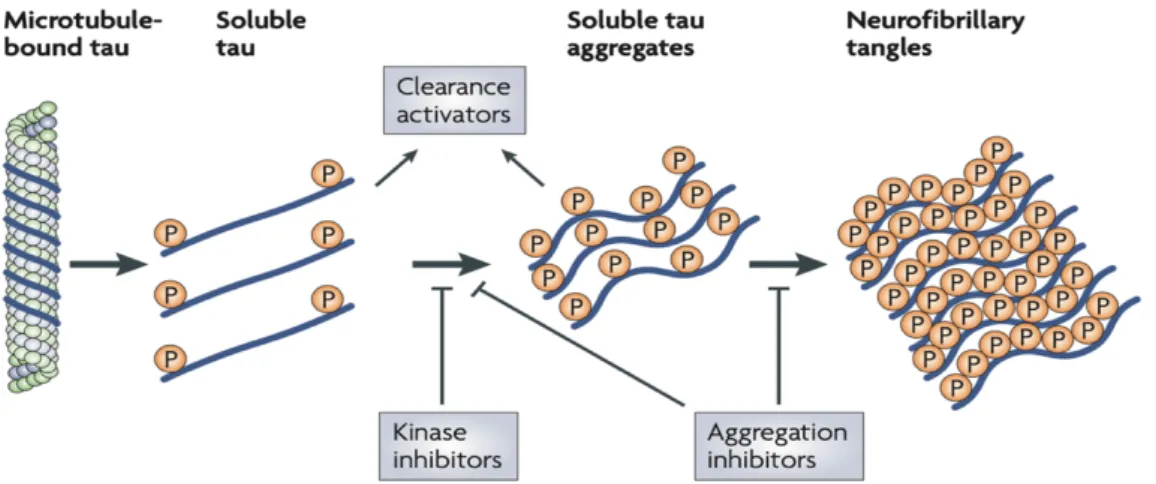 Figure  I.11  –  Mécanisme  d’agréation  de  la  protéine  Tau  et  cibles  thérapeutiques  envisagées, adaptée de [121]