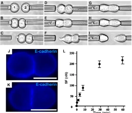 Figure 1.22  Mesure des forces intercellulaires à l'aide de la méthode des micropipettes