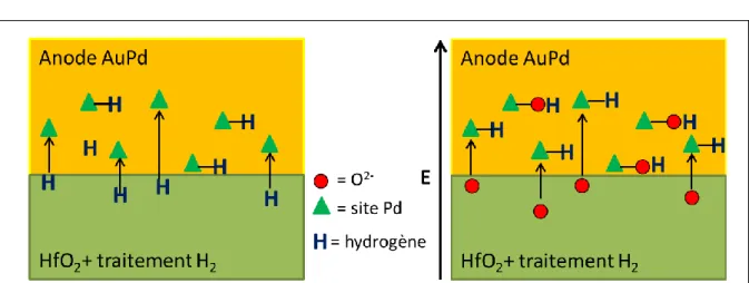 Figure A.I-13 : Schéma illustrant l’ « empoisonnement » par l’hydrogène des sites Pd de l’anode en AuPd