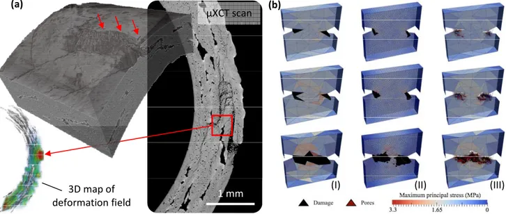 Fig. 5. (a) The mechanical damage (arrows) in a SiC/SiC composite cladding tube is revealed in the high-resolution (0.7-µm  voxel size) µXCT scan of the tube cross-section; the 3D impression of the deformation field around the site of mechanical 