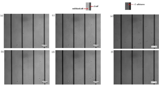 Fig. 4 illusration of negative and positive dielectrophoresis for E coli and red blood cells separation in low conductivity medium