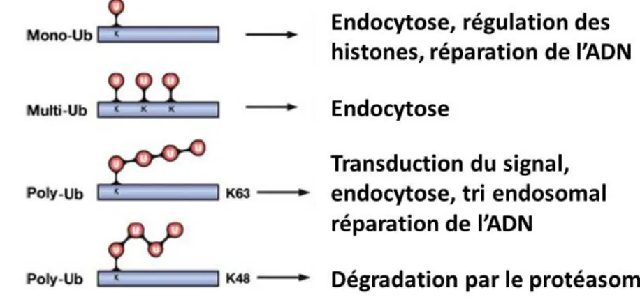 Figure  8.  Les  fonctions  des  principales  modifications  par  l’ubiquitine  (Ub).  La  poly- poly-ubiquitination  K48  permet  l’adressage  de  la  protéine  cible  vers  le  protéasome,  où  elle  va  être  dégradée
