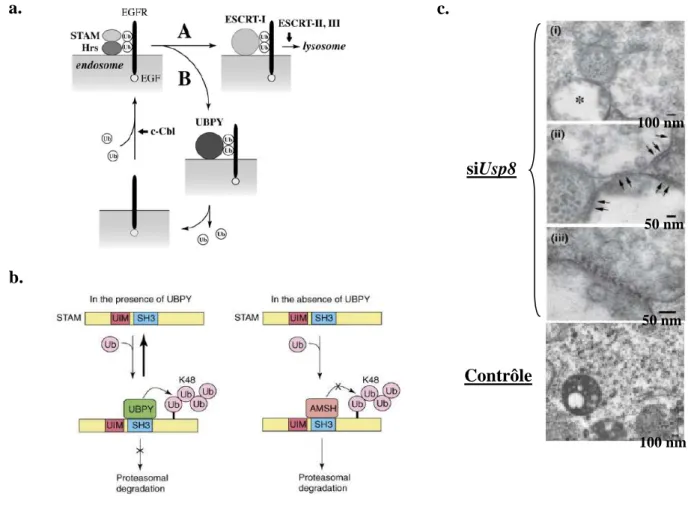 Figure  13.  Différents  modèles  du  rôle  de  USP8  (ou  UBPY)  dans  la  régulation  de  l’endocytose