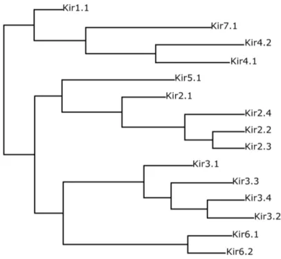 Figure 1.2 – Arbre phylogénétique des 15 membres de la famille Kir, d’après Hibino et al