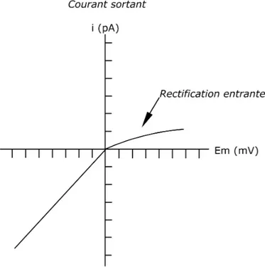 Figure 1.3 – Courbe i-V d’un canal rectifiant entrant. Le courant entrant est plus important que le courant sortant