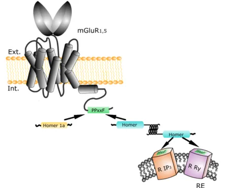 Figure 2.12 – Interaction entre le récepteur glutamate métabotropique et les pro- pro-téines Homer.