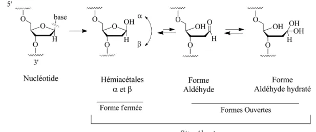 Figure 1.5  Équilibre entre les diérentes formes du site abasique : la forme fermée (hémiacétales a et b) et forme ouverte (aldéhyde ou aldéhyde hydraté).