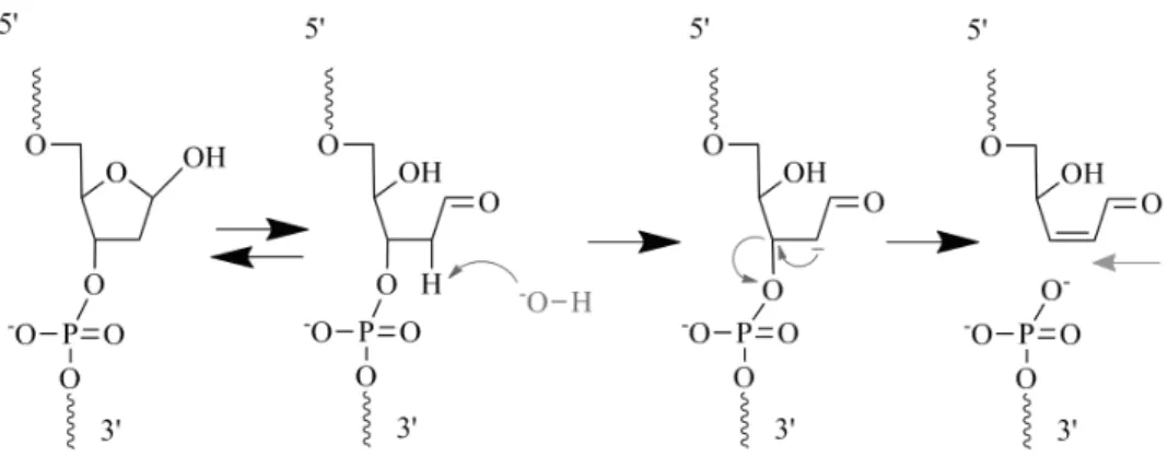 Figure 1.13  Mécanisme de formation des cassures simple brin par β -élimination, à partir d'un site abasique.