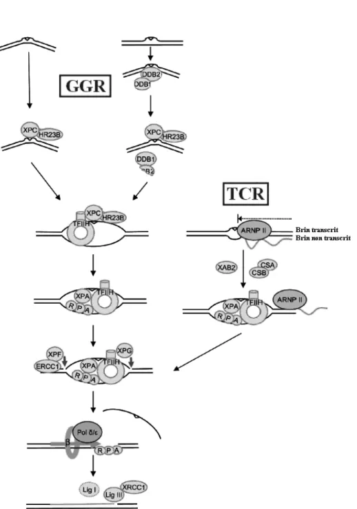 Figure 1.14  Mécanisme de la voie de réparation par excision de nucléotides (NER) : Global Genome Repair (GGR) et Transcription-coupled repair (TCR), d'après [Nouspikel, 2009].
