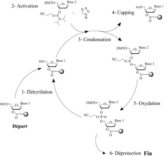 Figure 2.1  Schéma de la synthèse d'ADN par la voie des phosphoramidites sur support ([Beaucage et Iyer, 1992]).