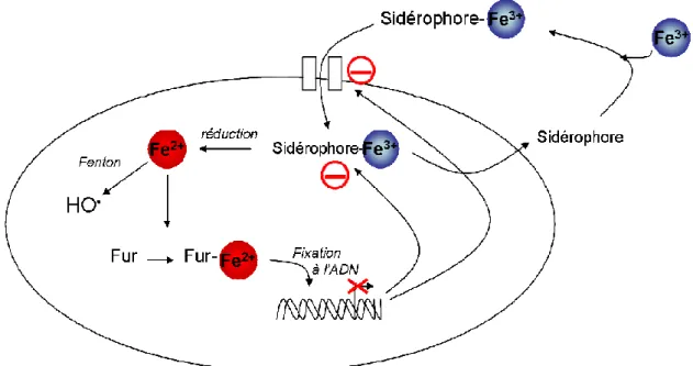 Figure 11 : Système de régulation de l’incorporation du fer dans les cellules procaryotes
