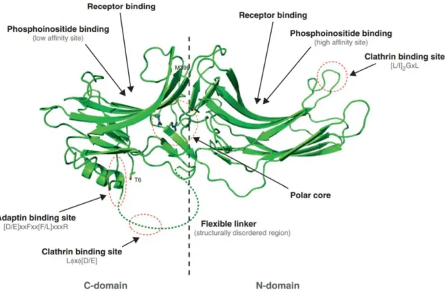 Figure 1 : Structure de la β-arrestine-1 (Kang et al., 2014).  Les éléments remarquables de la protéine sont  indiqués :  les  sous-domaines  N  et  C  et  le  cœur  polaire