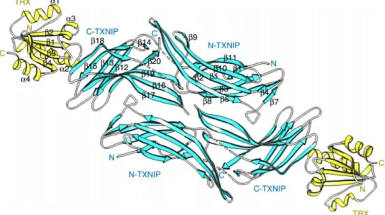 Figure 2 : Structure du complexe hétéromérique TRX/TXNIP (Hwang et al., 2014). Représentation de  deux  complexes  hétéromériques  formés  par  le  complexe  formé  par  la  thiorédoxine/  (TRX,  en  jaune)  et  TXNIP (en bleu)
