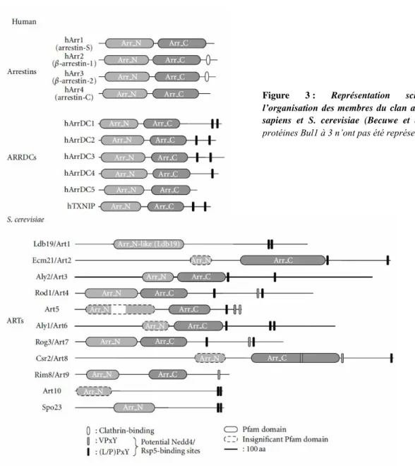 Figure  3 :  Représentation  schématique  de  l’organisation  des  membres du clan  arrestine  chez  H