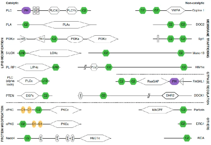 Figure 19 : Protéines à domaine C2 (Leonard, 2013). Les protéines ont été regroupées par type de fonctions