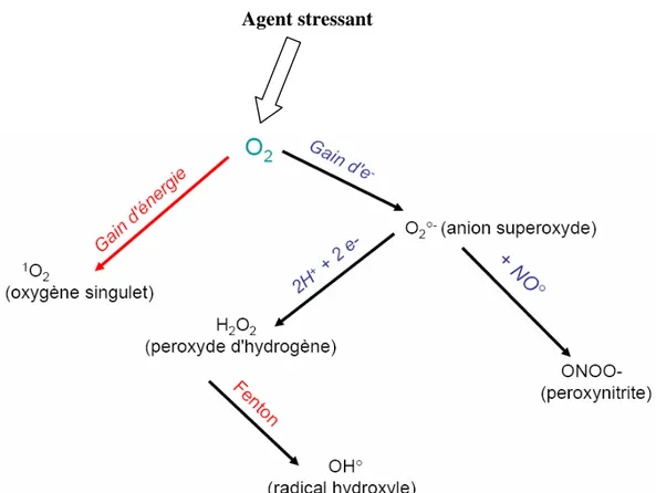Figure 1 : Schéma modifié de l’origine des différents radicaux libres oxygénés et espèces réactives de l’oxygène  impliqués en biologie (Thèse de Salem Amara, 2007) 