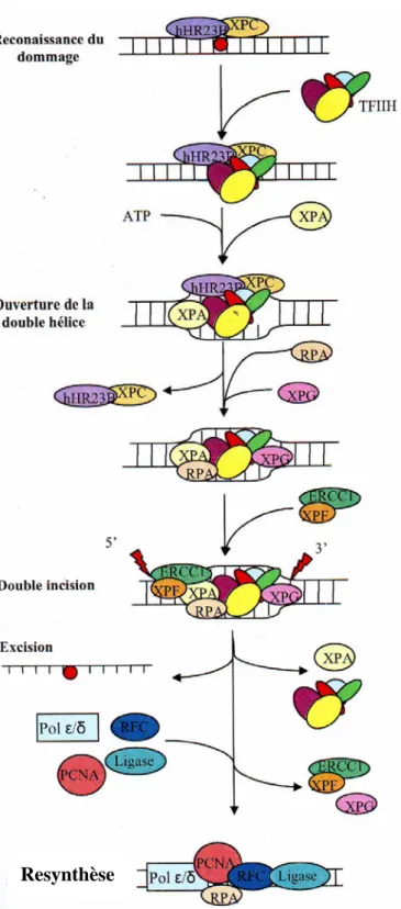 Figure 22 :  Schéma présentant les différentes étapes lors de la réparation par excision de  nucléotides (Thèse d’Olivier Faletti, 2006)