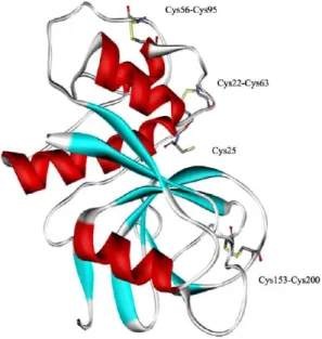 Figure I-19. Structure de la papaïne montrant le résidu Cys25 au sein de la cavité. 96