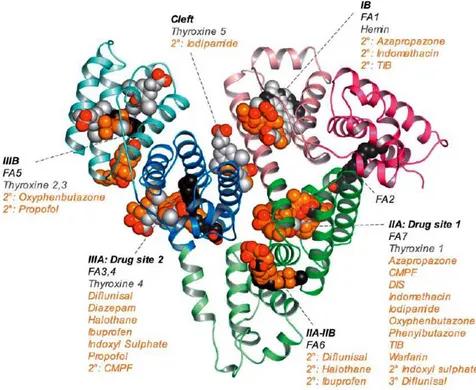 Figure II-5. Structure de HSA avec les différents sites de fixation pour diverses molécules,  répertoriées en orange sous chaque site