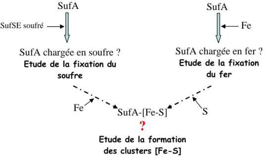 Figure I-1 : démarche adoptée pour l’étude des mécanismes de formation des centres [Fe-S] dans SufA 