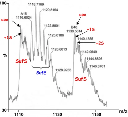 Figure I-13 : spectre de masse des protéines SufE et SufS (500 nM) ; gamme du spectre m/z=1105-1165